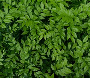 closeup-shot-small-green-leaves-bush